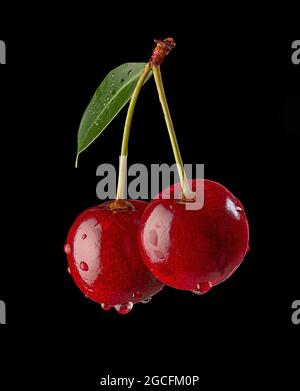 Frische rote Kirschen mit Wassertropfen isoliert auf schwarzem Hintergrund Stockfoto