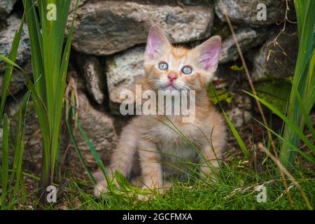 Niedliche kleine rote Kätzchen spielen im Freien. Porträt eines roten Kätzchens im Garten. Gestromte rote Kätzchen mit grünen Augen und großen Ohren. Tierbaby Stockfoto