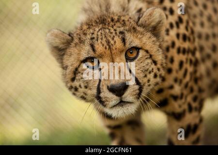 Nahaufnahme eines weiblichen Geparden, Smithsonian National Zoological Park, Washington, DC, USA Stockfoto