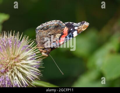 Nahaufnahme eines Schmetterlings des Roten Admirals (Vanessa atalanta), der sich auf einer Distel des wilden Teasels (Dipsacus fullonum) auf der Salisbury Plain, Großbritannien, ernährt Stockfoto