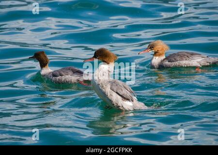 Schwarm von drei gewöhnlichen Mergansern (Mergus merganser) oder Gänsegeiern, einem großen Seeduck von Flüssen und Seen in bewaldeten Gebieten Europas, Asiens und Nordams Stockfoto