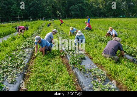 Freiwillige, die auf einer großen Gemüsefarm in Zentral-Massachusetts arbeiten, um Gemüse für die Worcester, Massachusetts Food Bank zu ernten Stockfoto