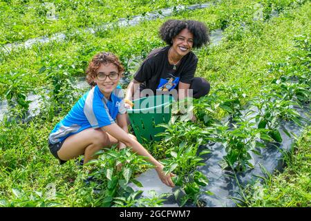 Freiwillige, die auf einer großen Gemüsefarm in Zentral-Massachusetts arbeiten, um Gemüse für die Worcester, Massachusetts Food Bank zu ernten Stockfoto