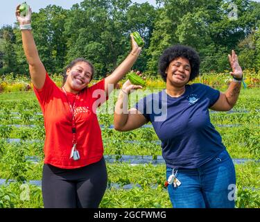 Freiwillige, die auf einer großen Gemüsefarm in Zentral-Massachusetts arbeiten, um Gemüse für die Worcester, Massachusetts Food Bank zu ernten Stockfoto