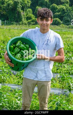 Freiwillige, die auf einer großen Gemüsefarm in Zentral-Massachusetts arbeiten, um Gemüse für die Worcester, Massachusetts Food Bank zu ernten Stockfoto