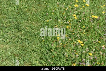 Ein Rasenfleck, der im Hochsommer einige Wochen lang unbeschnitten blieb, um Wildblumen zu gedeihen und Insekten Nektar und Pollen zu liefern. Stockfoto