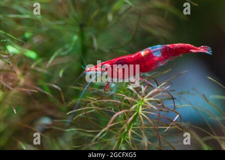 Neocaridina davidi, Rote Rili-Muster Garnele Stockfoto