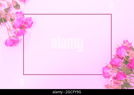 Schöner, zarter Hintergrund mit rosa Rosen und einem Rahmen für Ihren Text. Flaches Lay, Hintergrund für Glückwünsche, Vorlage. Stockfoto