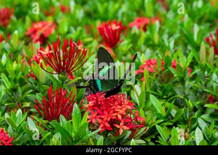 Unglaublich schöner Tag tropischer Schmetterling Papilio maackii bestäubt Blumen. Schwarz-grüner Schmetterling trinkt Nektar aus Blumen. Farben und Schönheit von Stockfoto