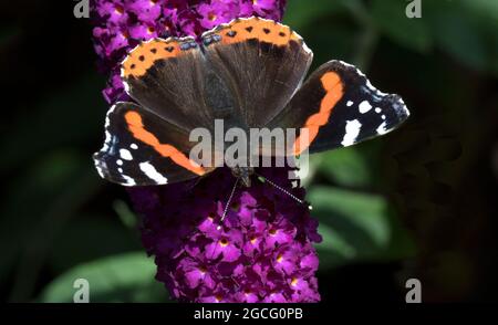 Roter Admiral-Schmetterling auf Purple Buddleia Davidii