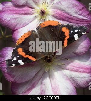 Roter Admiral-Schmetterling auf rosa Clematis Stockfoto