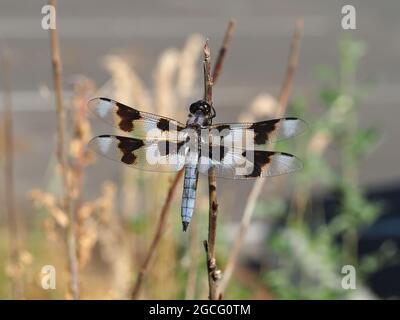 Libellula forensis - Acht-Punkt-Skimmer-Libelle Stockfoto