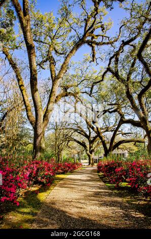 Azaleen blühen im Bragg-Mitchell Mansion, 21. März 2021, in Mobile, Alabama. Stockfoto