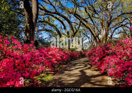 Azaleen blühen im Bragg-Mitchell Mansion, 21. März 2021, in Mobile, Alabama. Stockfoto