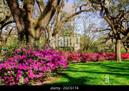 Azaleen blühen im Bragg-Mitchell Mansion, 21. März 2021, in Mobile, Alabama. Stockfoto