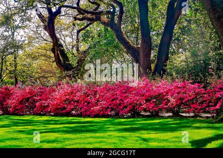 Azaleen blühen im Bragg-Mitchell Mansion, 21. März 2021, in Mobile, Alabama. Stockfoto