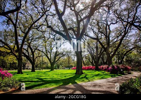 Azaleen blühen im Bragg-Mitchell Mansion, 21. März 2021, in Mobile, Alabama. Stockfoto