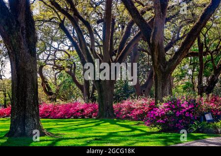 Azaleen blühen im Bragg-Mitchell Mansion, 21. März 2021, in Mobile, Alabama. Stockfoto