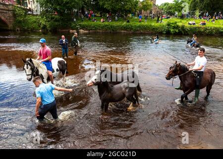 Zigeuner und Reisende schwimmen ihre Pferde im Fluss Eden auf der historischen Appleby Horse Fair, Appleby-in-Westmorland, Cumbria, England, Großbritannien Stockfoto