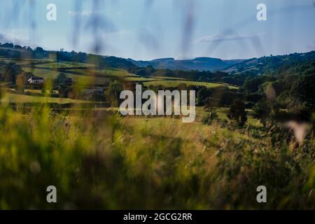 Brecon Beacons - Felder und Hecken Stockfoto