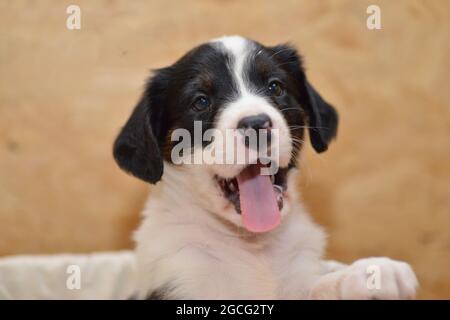 Berner Sennenhund sieht neugierig aus dem Korb Stockfoto