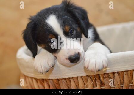 Berner Sennenhund sieht neugierig aus dem Korb Stockfoto