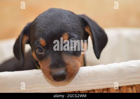 Berner Sennenhund sieht neugierig aus dem Korb Stockfoto
