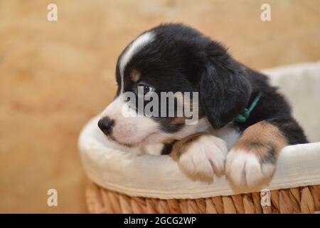 Berner Sennenhund sieht neugierig aus dem Korb Stockfoto