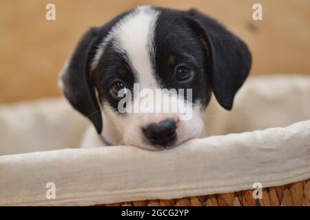 Berner Sennenhund sieht neugierig aus dem Korb Stockfoto