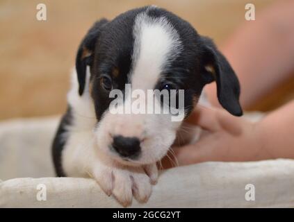 Berner Sennenhund sieht neugierig aus dem Korb Stockfoto