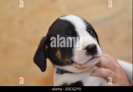 Berner Sennenhund sieht neugierig aus dem Korb Stockfoto