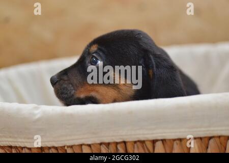 Berner Sennenhund sieht neugierig aus dem Korb Stockfoto