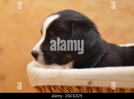 Berner Sennenhund sieht neugierig aus dem Korb Stockfoto