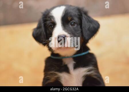 Berner Sennenhund sieht neugierig aus dem Korb Stockfoto