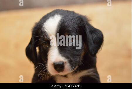 Berner Sennenhund sieht neugierig aus dem Korb Stockfoto