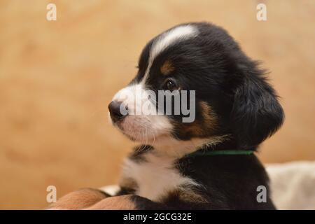 Berner Sennenhund sieht neugierig aus dem Korb Stockfoto