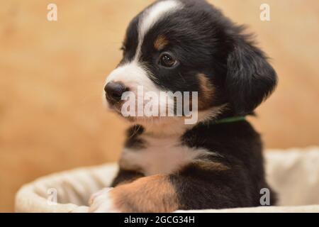 Berner Sennenhund sieht neugierig aus dem Korb Stockfoto