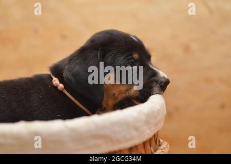 Berner Sennenhund sieht neugierig aus dem Korb Stockfoto