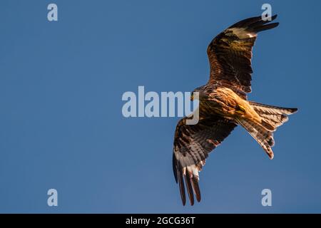 Red Kite, im Flug Stockfoto