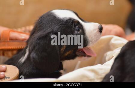 Berner Sennenhund sieht neugierig aus dem Korb Stockfoto