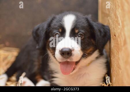 Berner Sennenhund sieht neugierig aus dem Korb Stockfoto