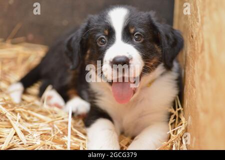 Berner Sennenhund sieht neugierig aus dem Korb Stockfoto
