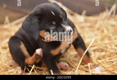 Berner Sennenhund sieht neugierig aus dem Korb Stockfoto