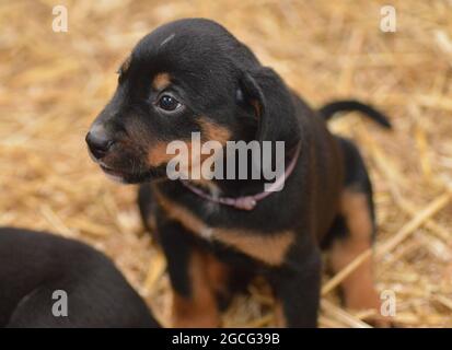 Berner Sennenhund sieht neugierig aus dem Korb Stockfoto