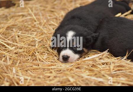 Berner Sennenhund sieht neugierig aus dem Korb Stockfoto
