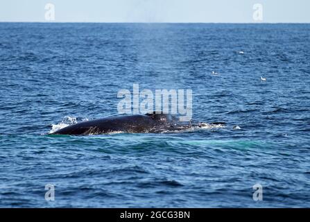 Buckelwal (Megaptera novaeangliae) atmet durch das Blowhole im Stellwagen Bank National Marine Sanctuary vor der Küste von Massachusetts Stockfoto