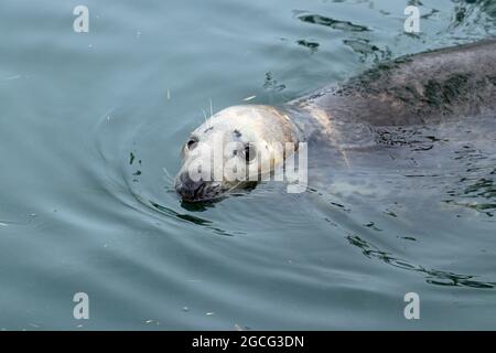 Eine weibliche Kegelrobbe (Halichoerus grypus atlantica), die im Chatham Harbour am Chatham Fish Pier, Cape Cod, Massachusetts, schwimmt Stockfoto