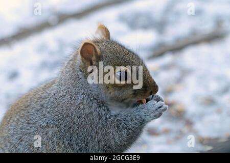 Nahaufnahme eines molligen Ostgrauen Eichhörnchens (Sciurus carolinensis), das auf einem schneebedeckten Hinterhof-Deck isst Stockfoto