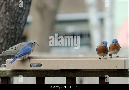 Eine Herde männlicher östlicher Blauvögel (Sialia sialis) und einer Trauertaube (Zenaida macroura), die im Winter in Neuengland an einem Plattfutterhäuschen fressen Stockfoto