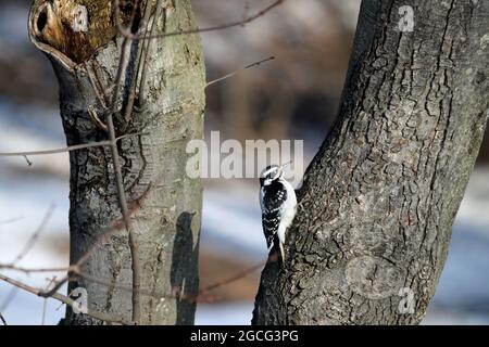 Ein weiblicher Flaumspecht (Picoides pubescens), der sich im Winter an die Rinde eines Ahornbaums festhält Stockfoto